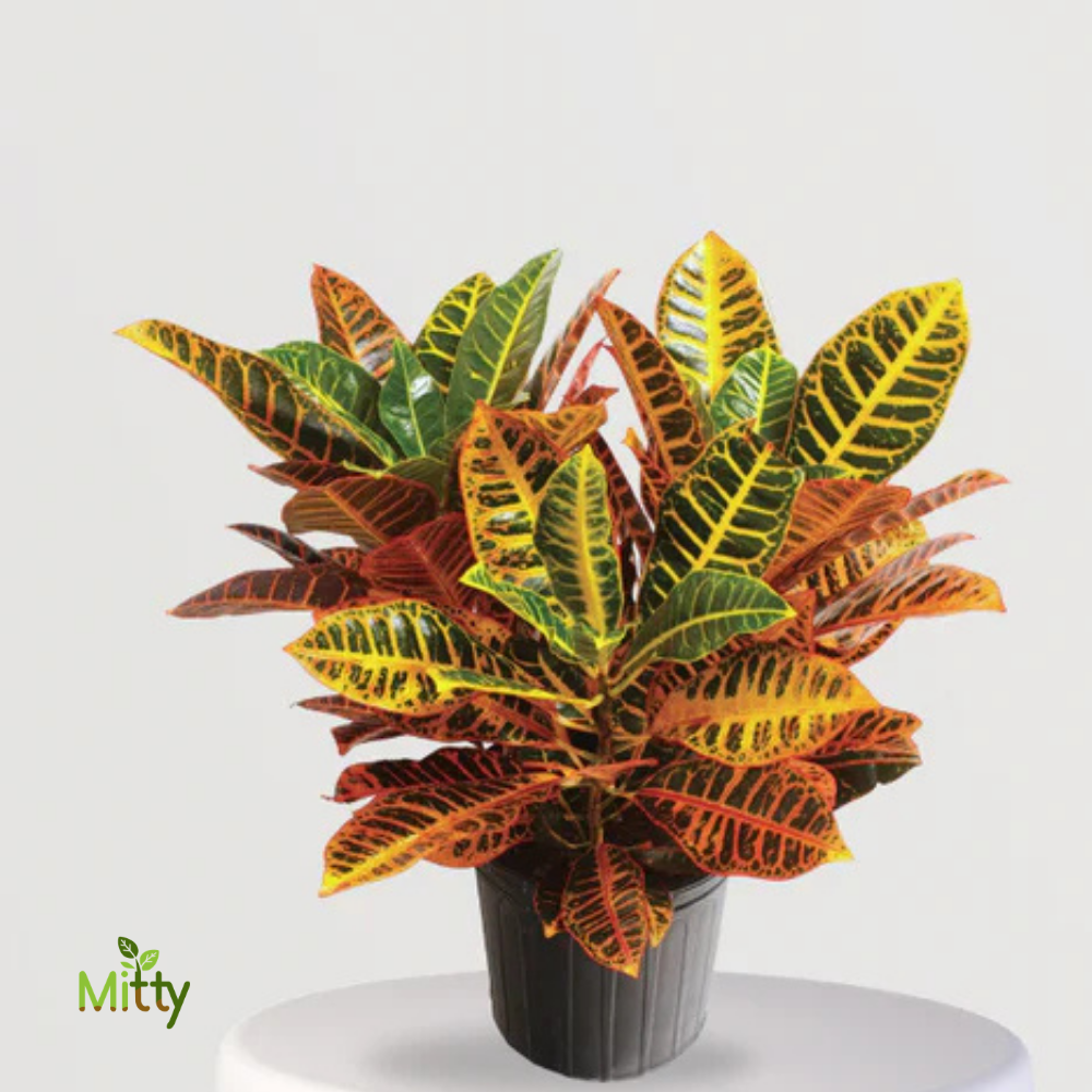 Croton Petra Plant