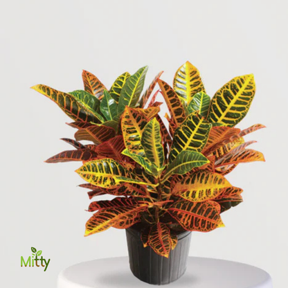 Croton Petra Plant