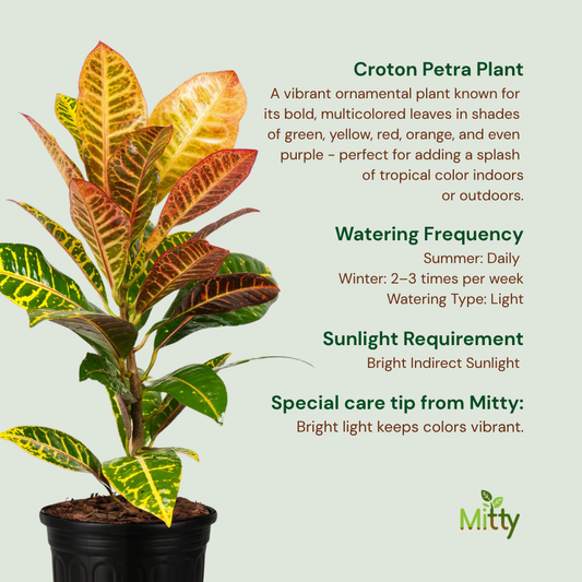 Croton Petra Plant
