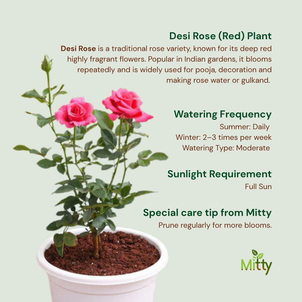 Rose (Indian Desi) Plant