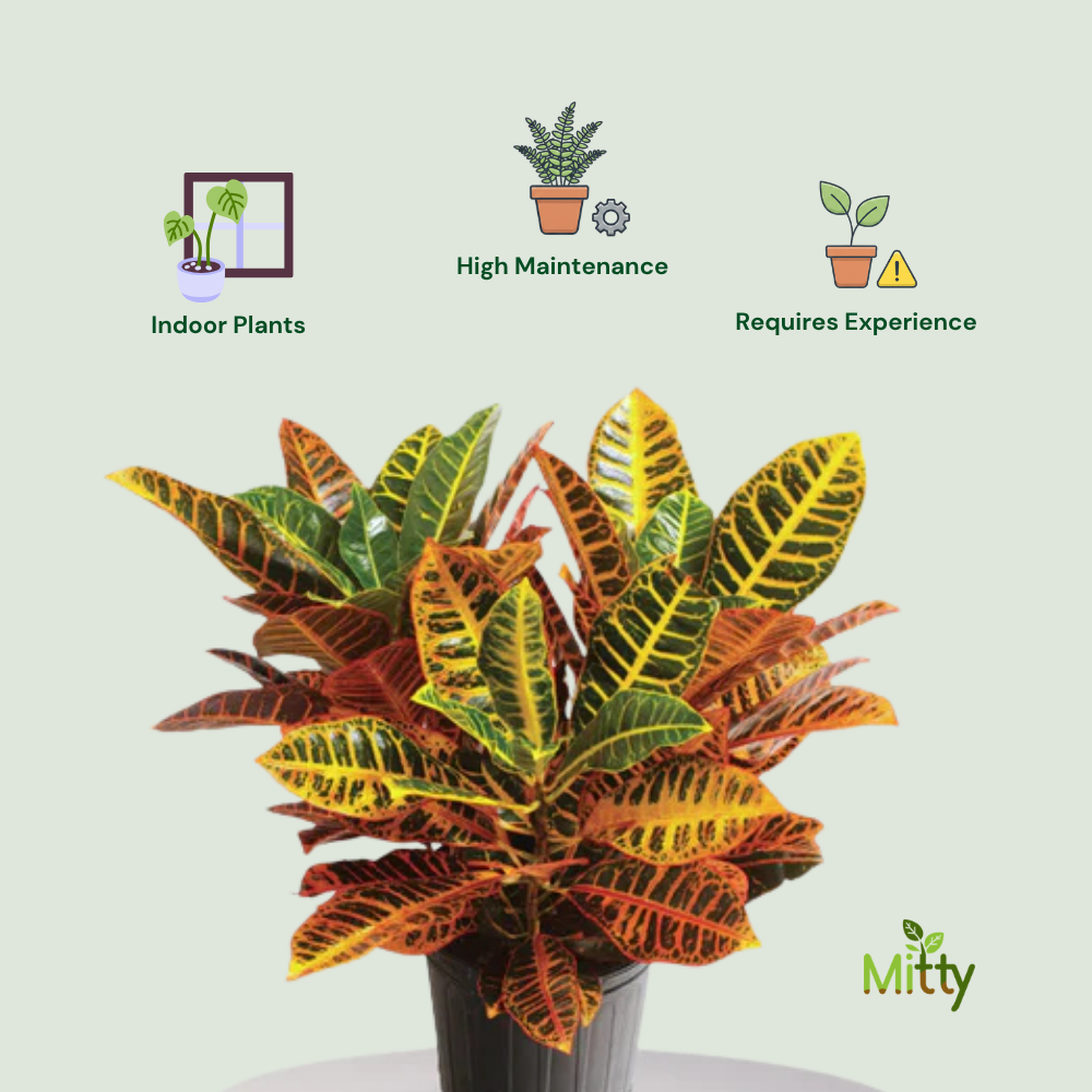 Croton Petra Plant