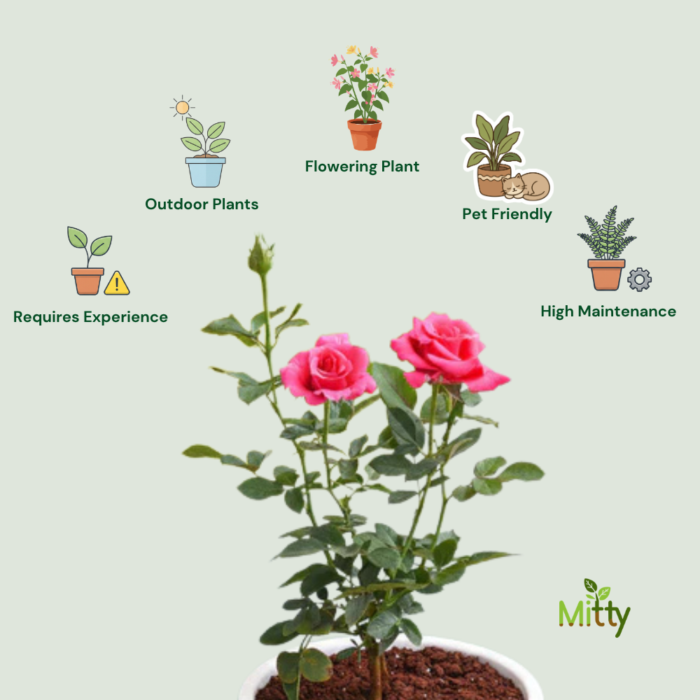 Rose (Indian Desi) Plant