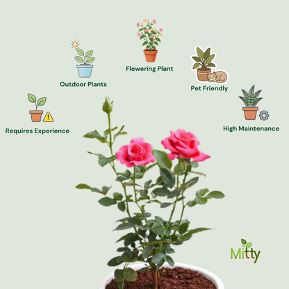 Rose (Indian Desi) Plant