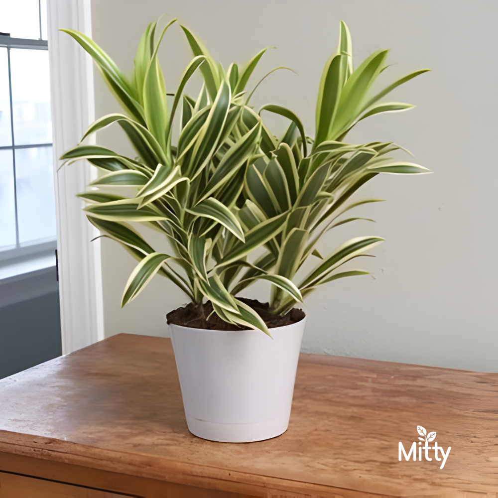 Dracaena Song of India Plant
