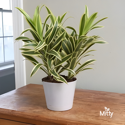 Dracaena Song of India Plant