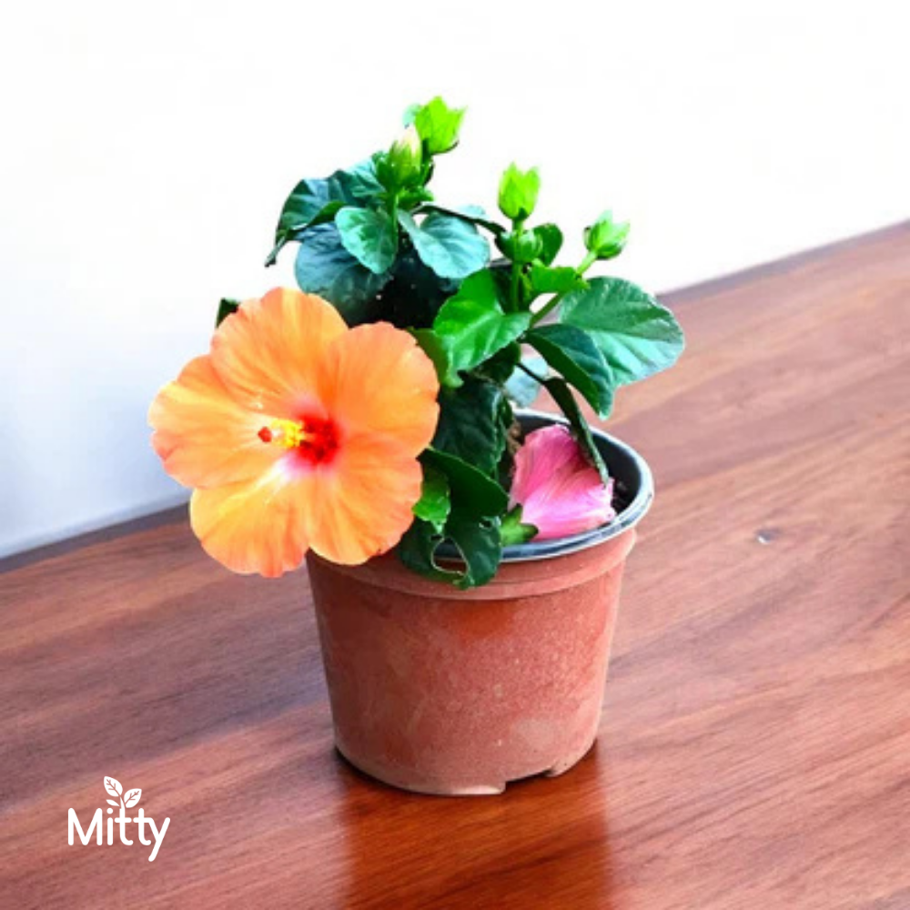 Hibiscus (Orange) Plant