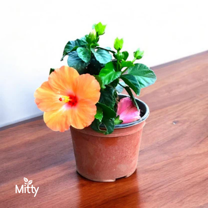 Hibiscus (Orange) Plant