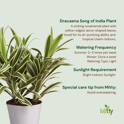Dracaena Song of India Plant