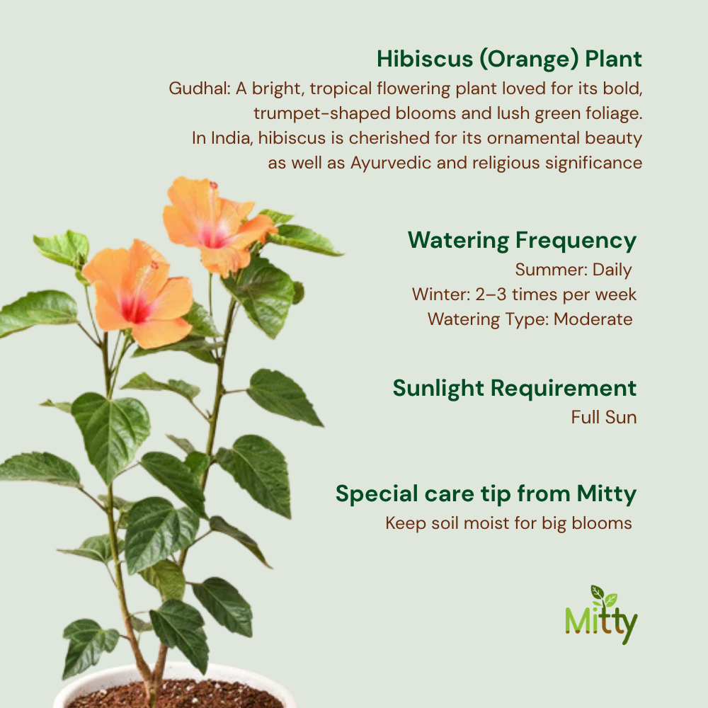 Hibiscus (Orange) Plant