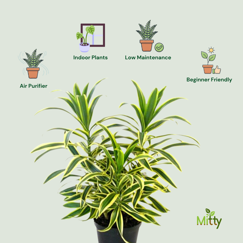 Dracaena Song of India Plant