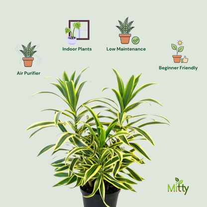 Dracaena Song of India Plant