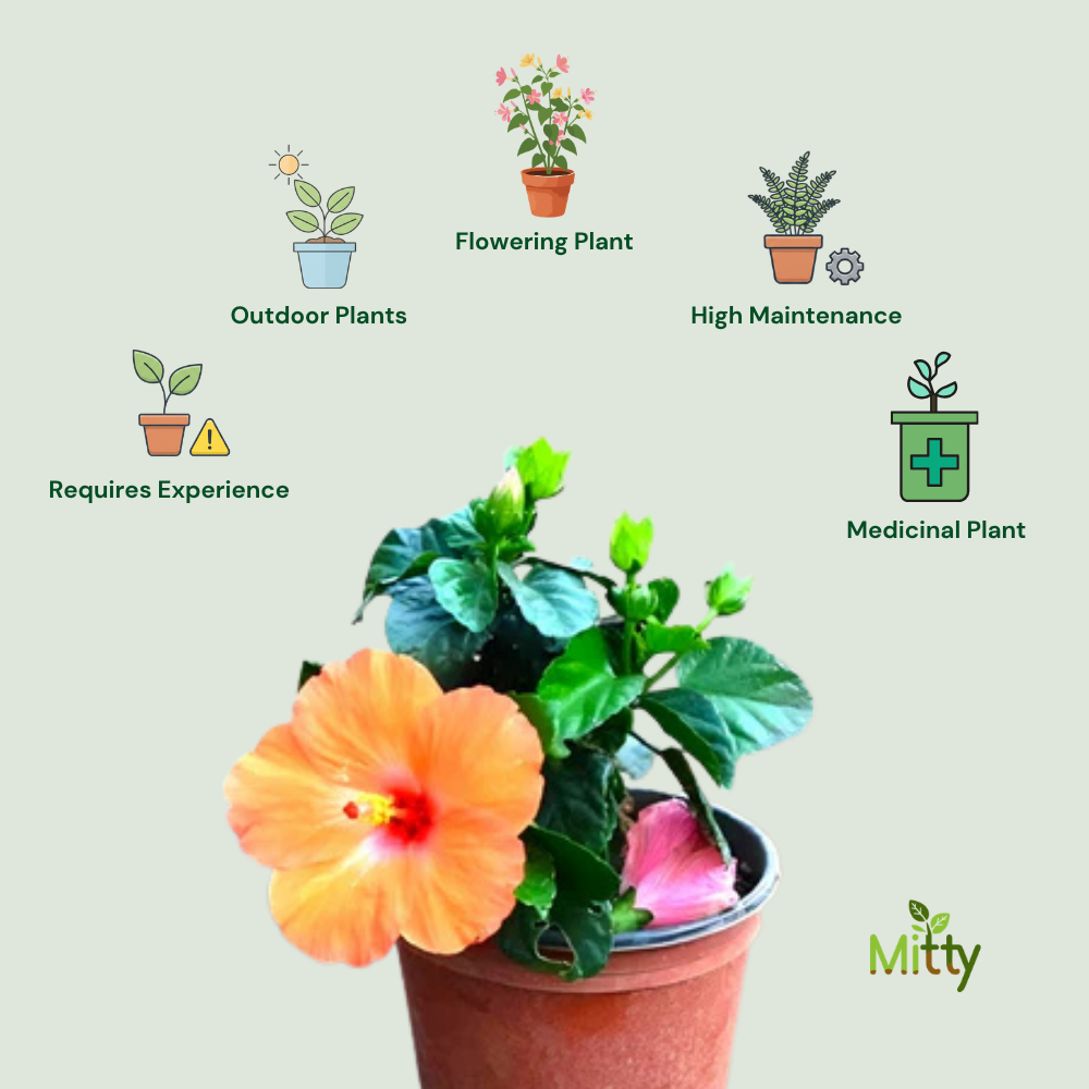 Hibiscus (Orange) Plant