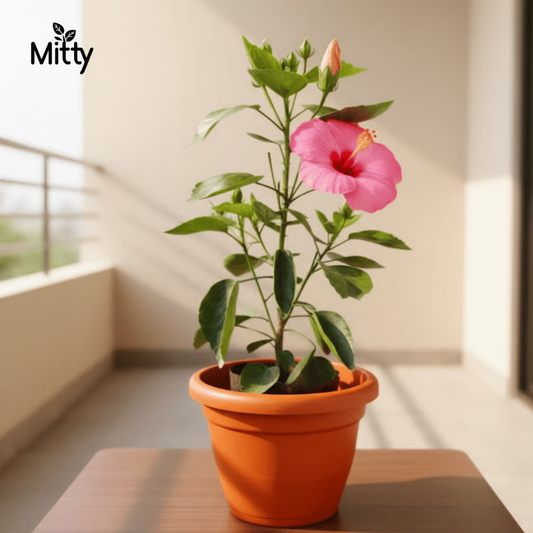 Hibiscus (Pink) Plant