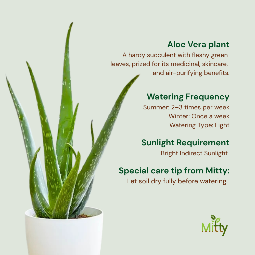 Aloe Vera plant