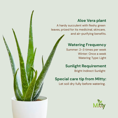 Aloe Vera plant
