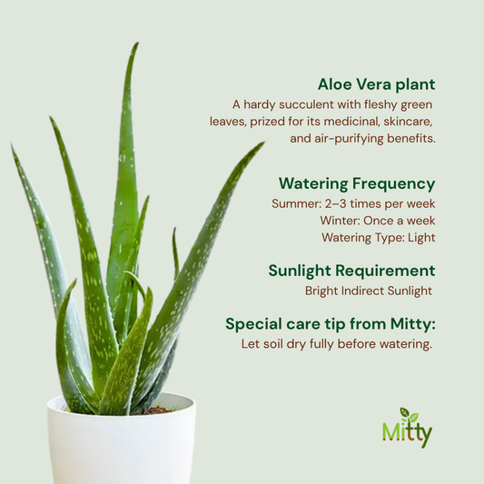 Aloe Vera plant