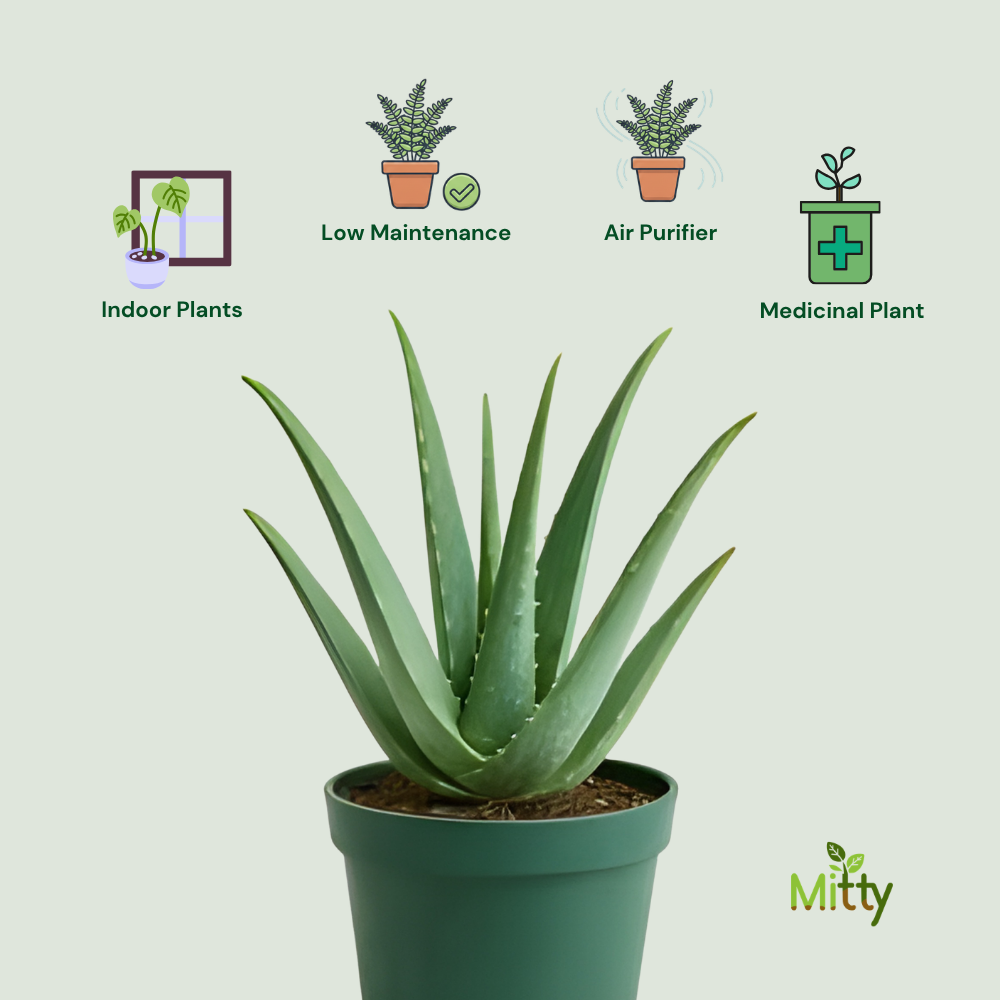 Aloe Vera plant