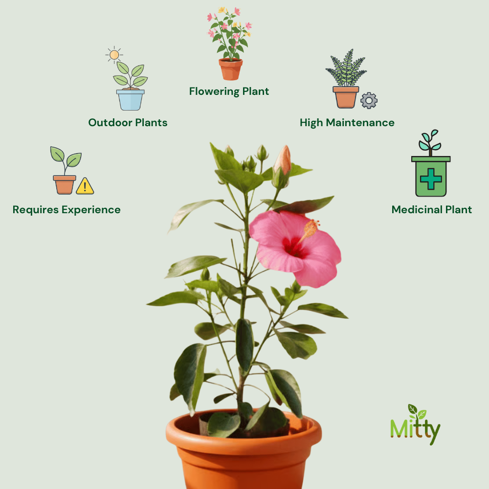 Hibiscus (Pink) Plant