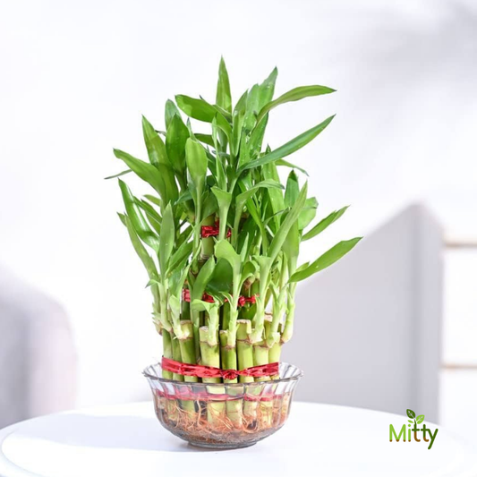 Lucky Bamboo Plant