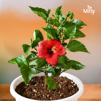 Hibiscus (Red) Plant