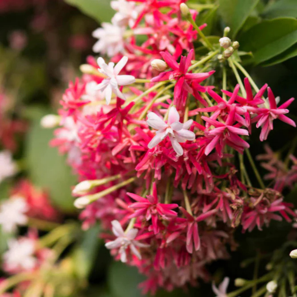 Rangoon Creeper Plant