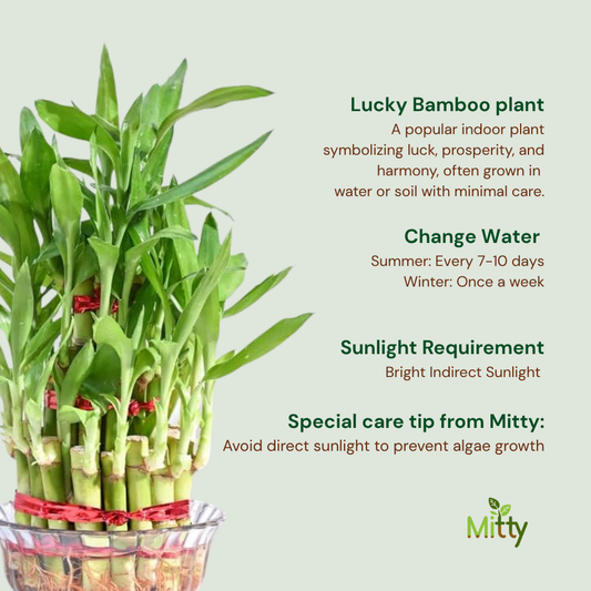 Lucky Bamboo Plant