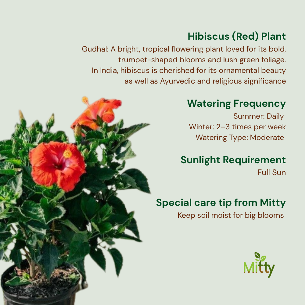 Hibiscus (Red) Plant