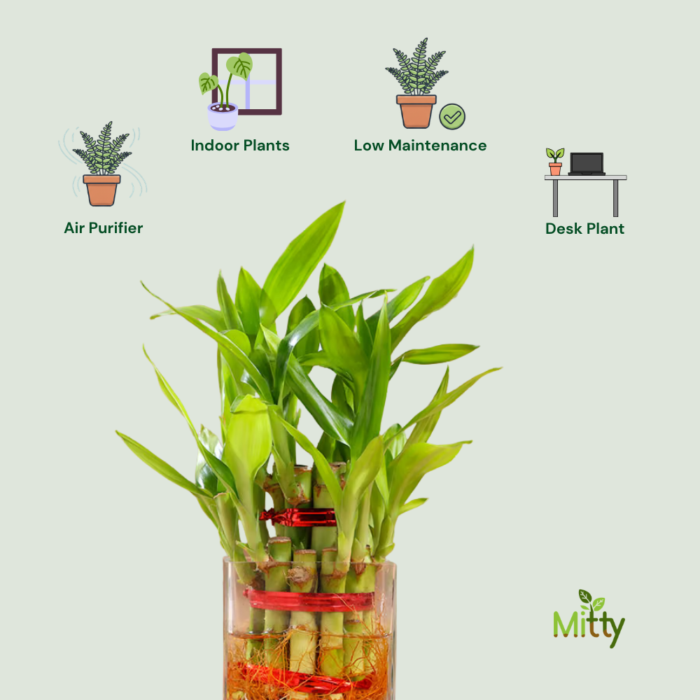 Lucky Bamboo Plant