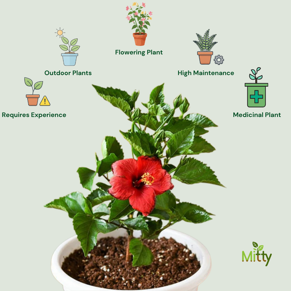 Hibiscus (Red) Plant