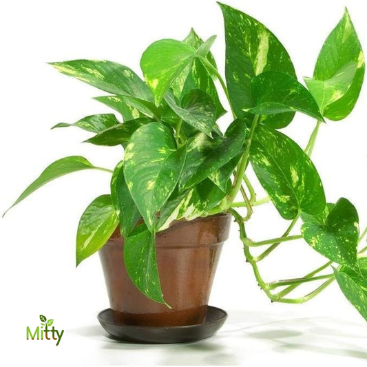 Money Plant