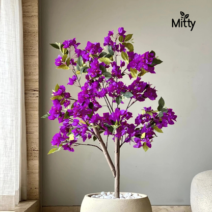 Bougainvillea (Any color) Plant