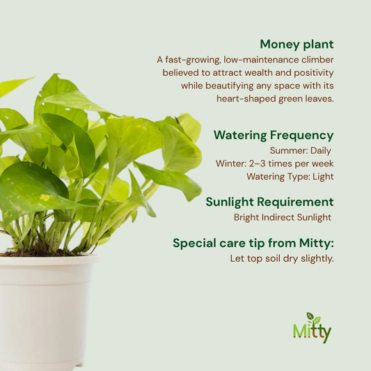 Money Plant