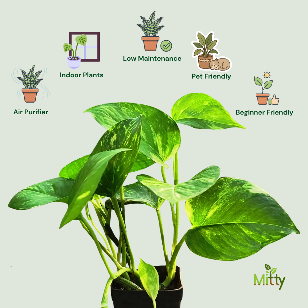 Money Plant