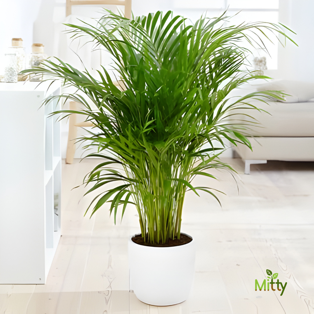 Areca Palm Plant