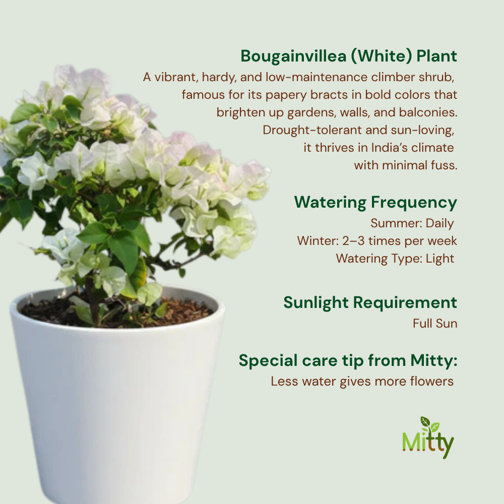 Bougainvillea (Any color) Plant