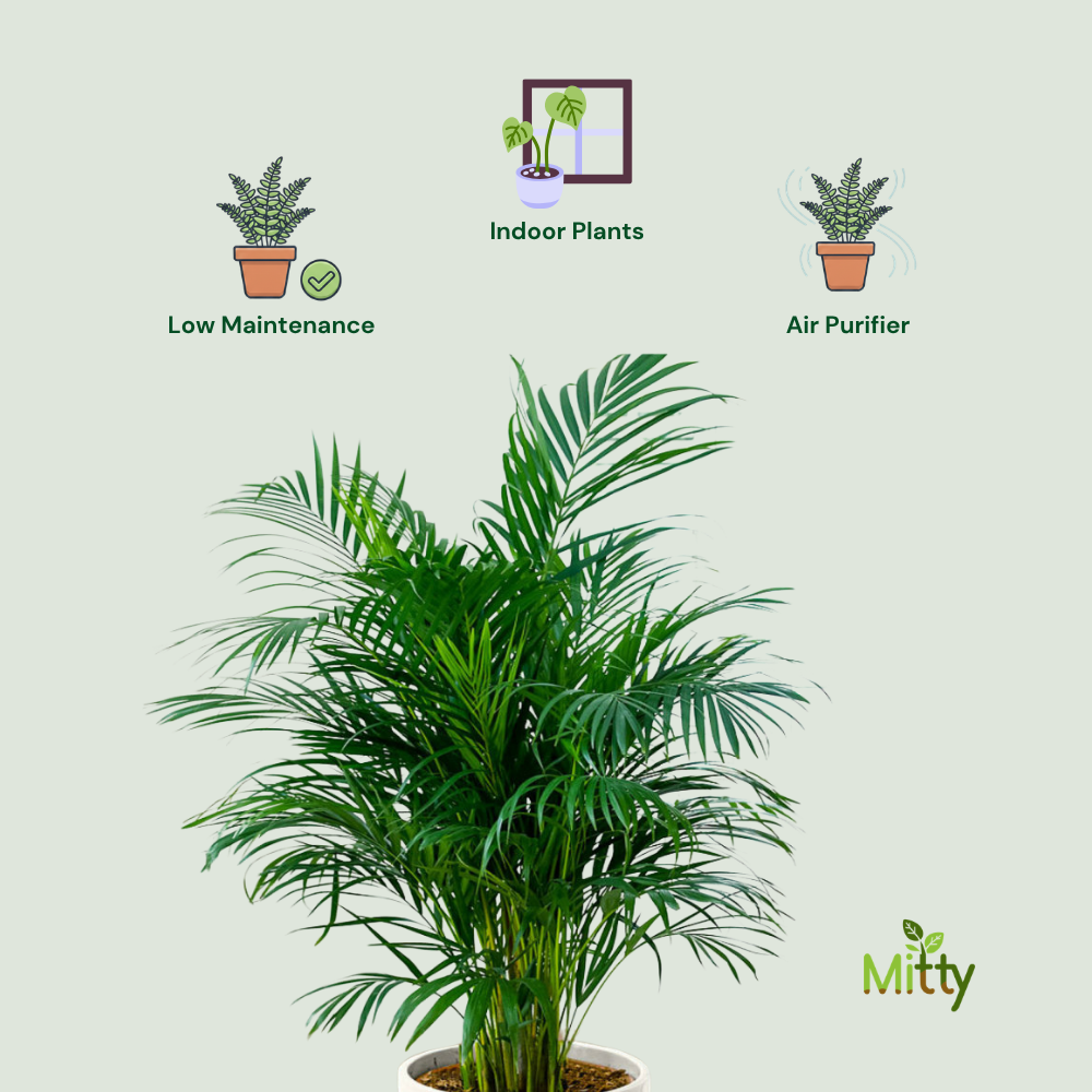 Areca Palm Plant
