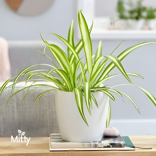 Spider Plant
