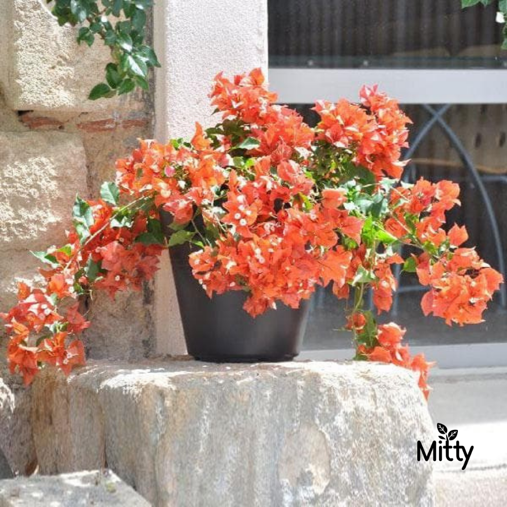 Bougainvillea (Any color) Plant