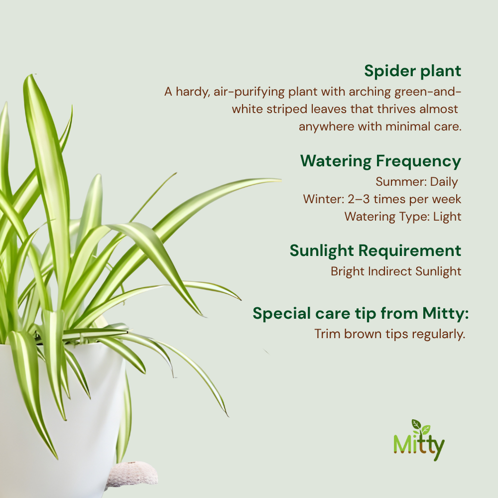 Spider Plant