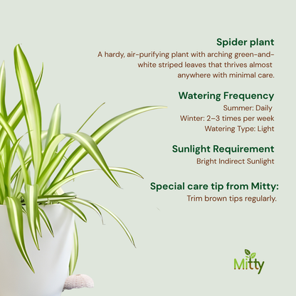 Spider Plant
