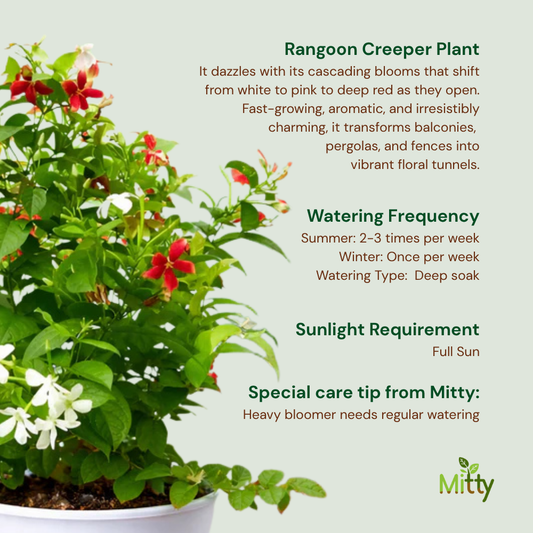 Rangoon Creeper Plant