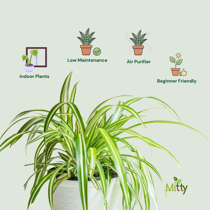 Spider Plant