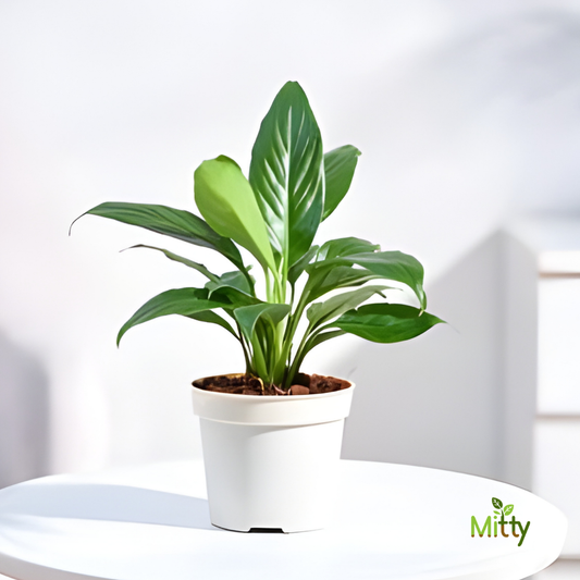 Peace Lily Plant