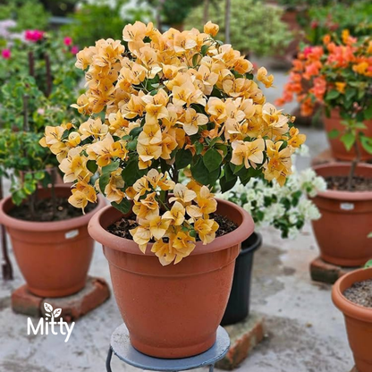 Bougainvillea (Any color) Plant