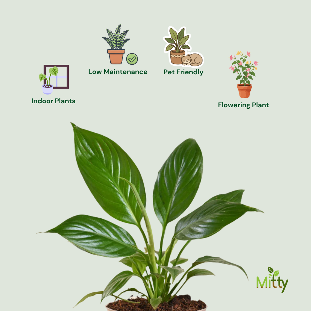 Peace Lily Plant