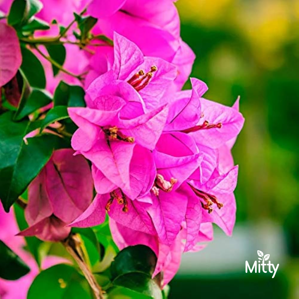 Bougainvillea (Any color) Plant