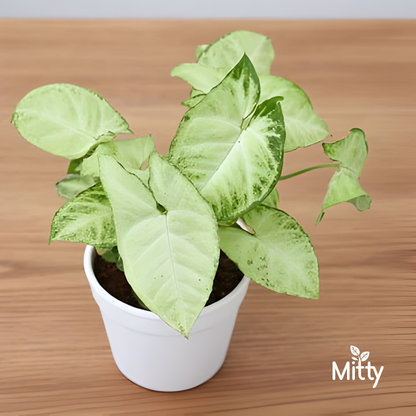 Syngonium Variegatum Plant