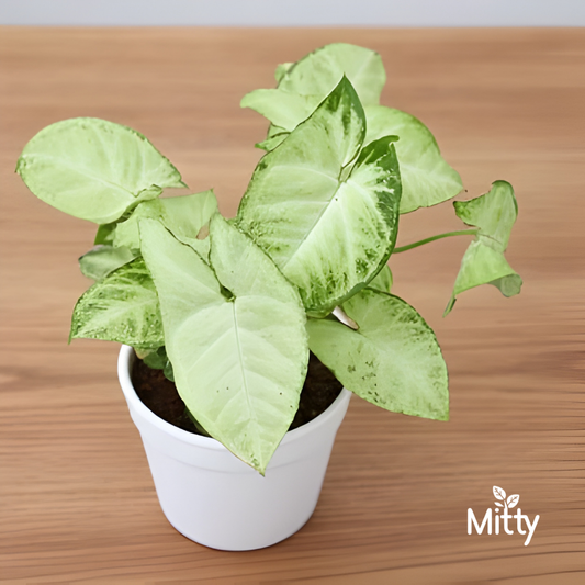 Syngonium Variegatum Plant