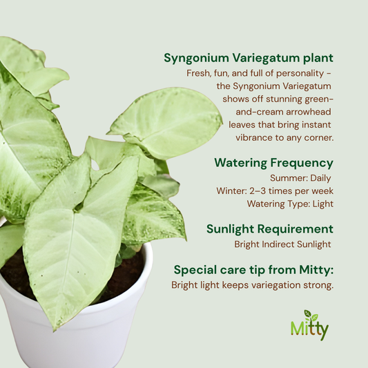 Syngonium Variegatum Plant