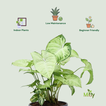 Syngonium Variegatum Plant